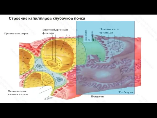 Строение капилляров клубочков почки Педикулы Трабекулы Просвет капилляров Эндотелий,органеллы и фенестры Базальная