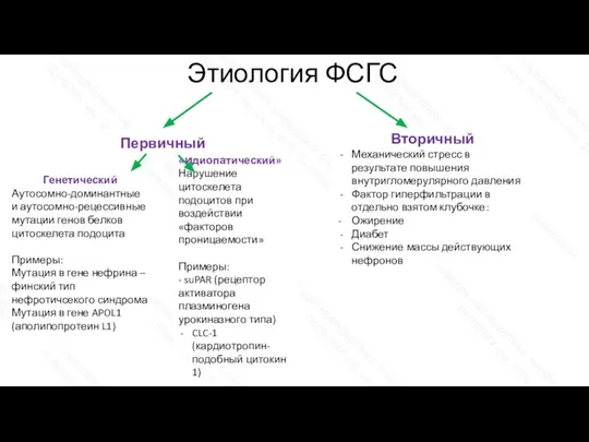 «Идиопатический» Нарушение цитоскелета подоцитов при воздействии «факторов проницаемости» Примеры: - suPAR (рецептор