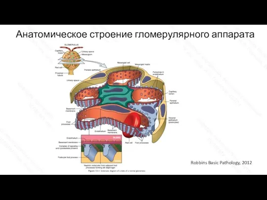 Анатомическое строение гломерулярного аппарата Robbins Basic Pathology, 2012