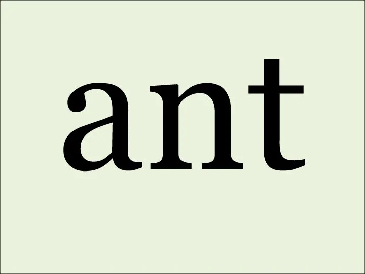 ant