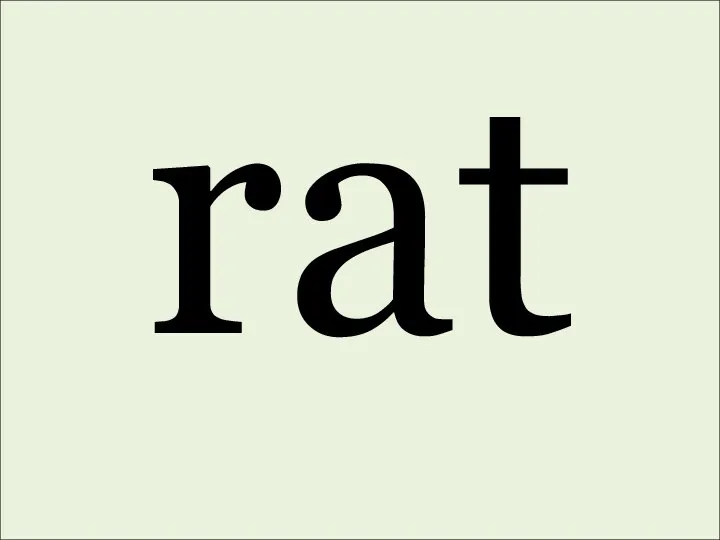 rat