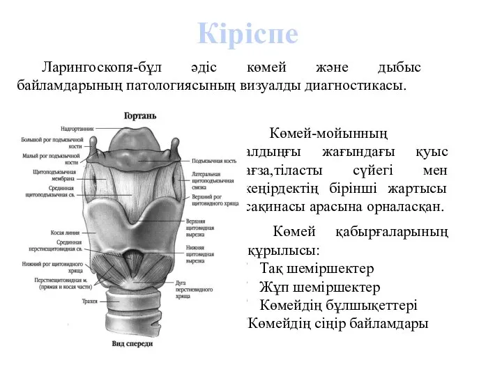 Ларингоскопя-бұл әдіс көмей және дыбыс байламдарының патологиясының визуалды диагностикасы. Кіріспе Көмей қабырғаларының