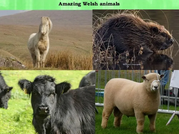 Amazing Welsh animals