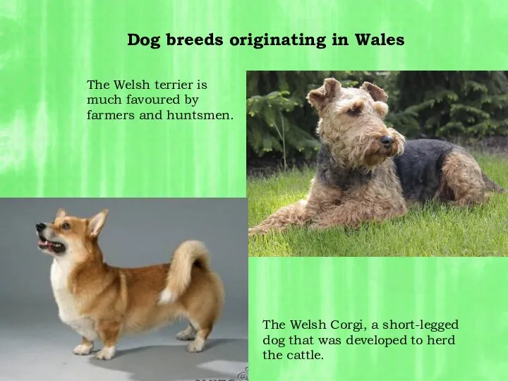 The Welsh terrier is much favoured by farmers and huntsmen. The Welsh