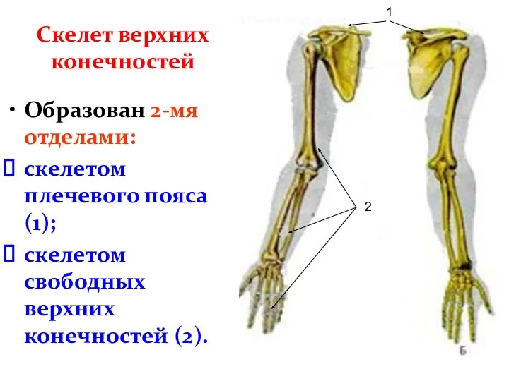 Скелет верхних конечностей Образован 2-мя отделами: скелетом плечевого пояса (1); скелетом свободных