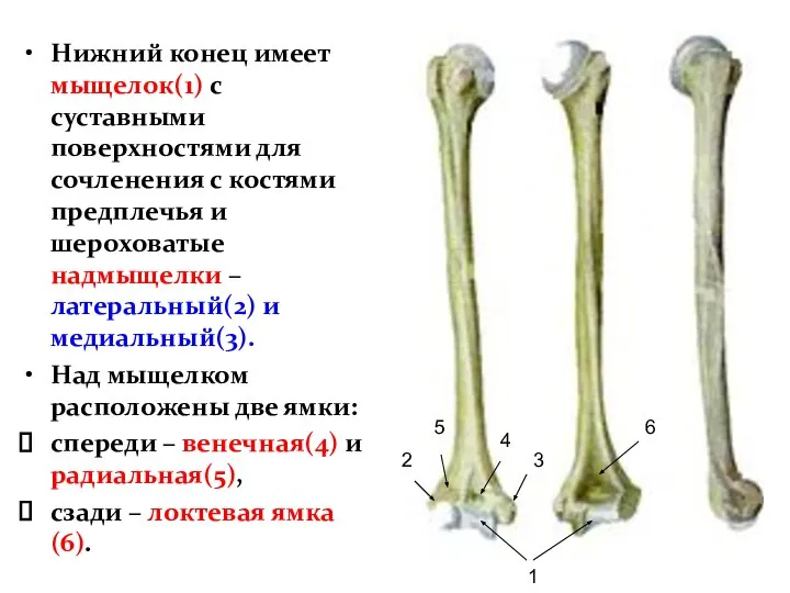 Нижний конец имеет мыщелок(1) с суставными поверхностями для сочленения с костями предплечья