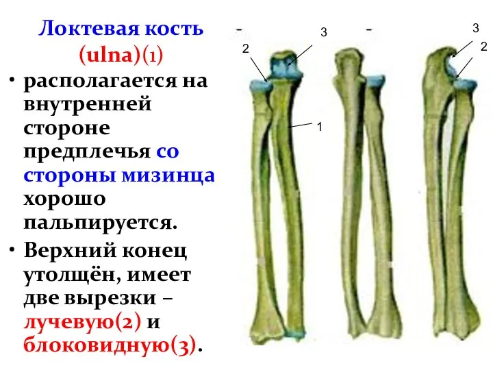 Локтевая кость (ulna)(1) располагается на внутренней стороне предплечья со стороны мизинца, хорошо