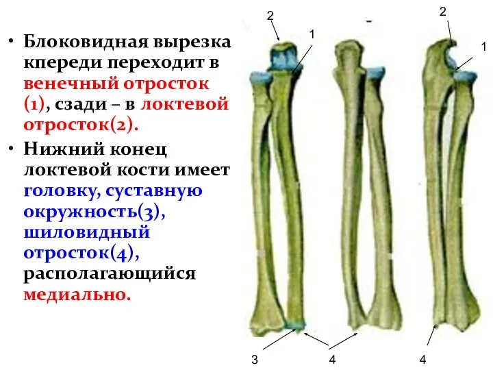 Блоковидная вырезка кпереди переходит в венечный отросток(1), сзади – в локтевой отросток(2).