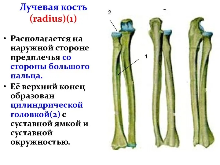 Лучевая кость (radius)(1) Располагается на наружной стороне предплечья со стороны большого пальца.