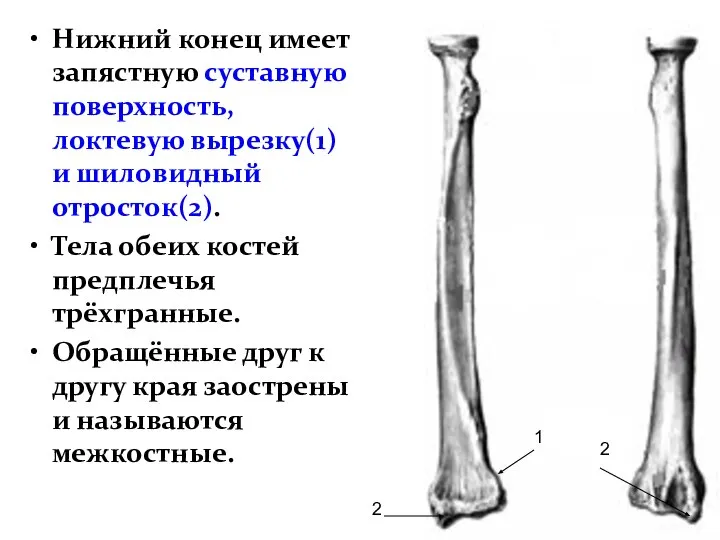 Нижний конец имеет запястную суставную поверхность, локтевую вырезку(1) и шиловидный отросток(2). Тела