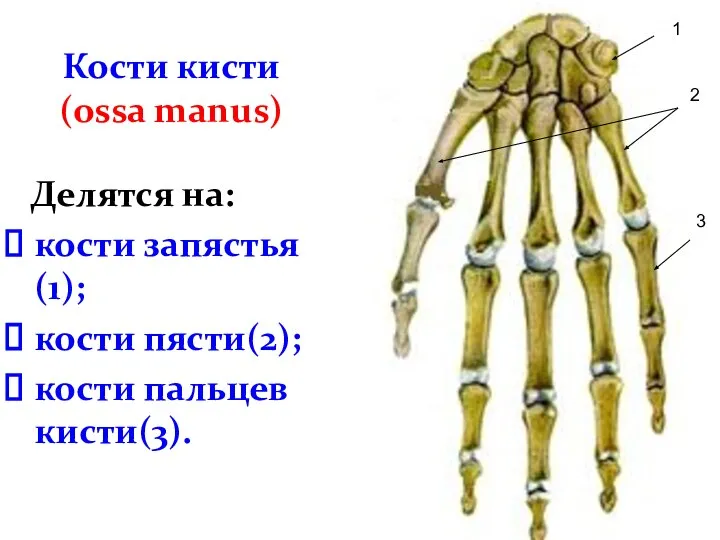 Кости кисти (ossa manus) Делятся на: кости запястья(1); кости пясти(2); кости пальцев кисти(3). 1 2 3
