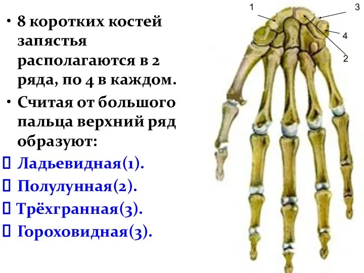 8 коротких костей запястья располагаются в 2 ряда, по 4 в каждом.