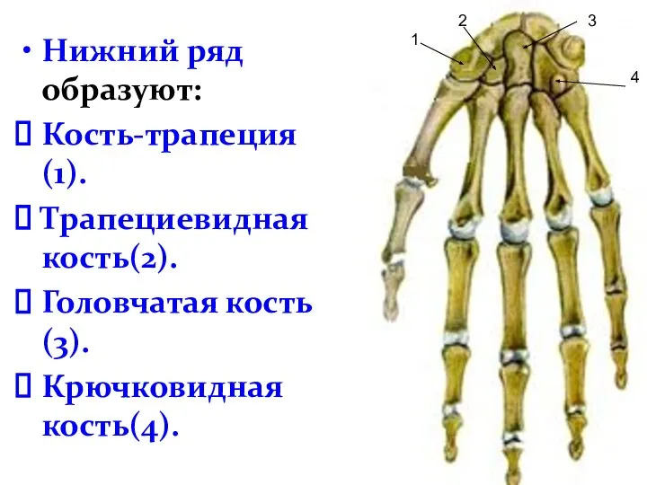 Нижний ряд образуют: Кость-трапеция(1). Трапециевидная кость(2). Головчатая кость(3). Крючковидная кость(4). 1 3 4 2