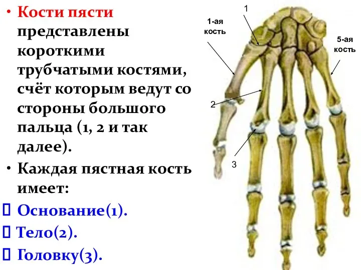 Кости пясти представлены короткими трубчатыми костями, счёт которым ведут со стороны большого