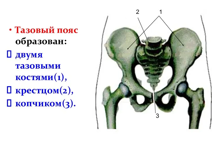 Тазовый пояс образован: двумя тазовыми костями(1), крестцом(2), копчиком(3). 1 2 3