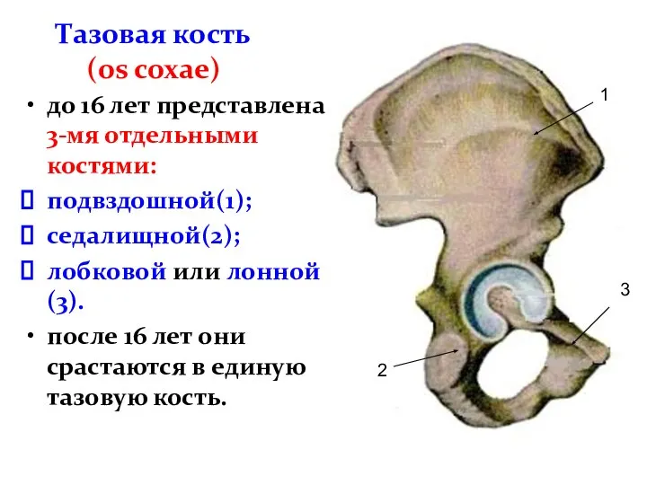 Тазовая кость (os coxаe) до 16 лет представлена 3-мя отдельными костями: подвздошной(1);