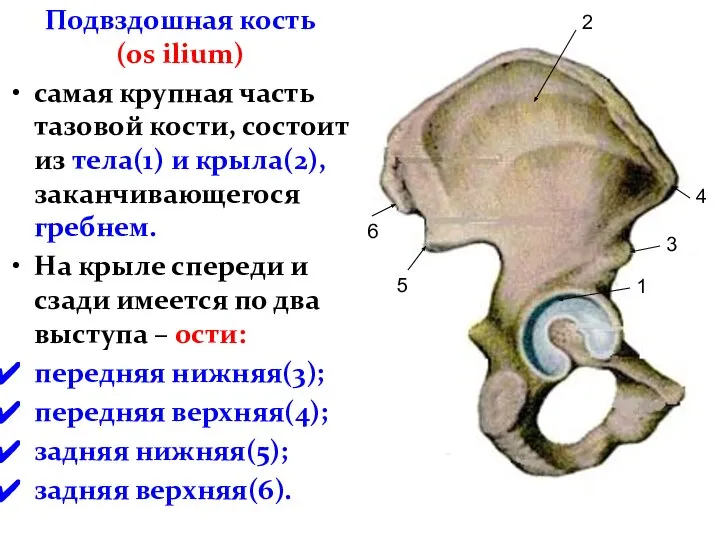 Подвздошная кость (os ilium) самая крупная часть тазовой кости, состоит из тела(1)