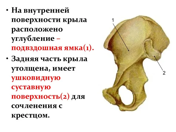 На внутренней поверхности крыла расположено углубление – подвздошная ямка(1). Задняя часть крыла