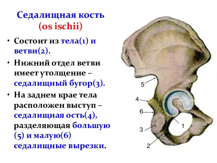 Седалищная кость (os ischii) Состоит из тела(1) и ветви(2). Нижний отдел ветви