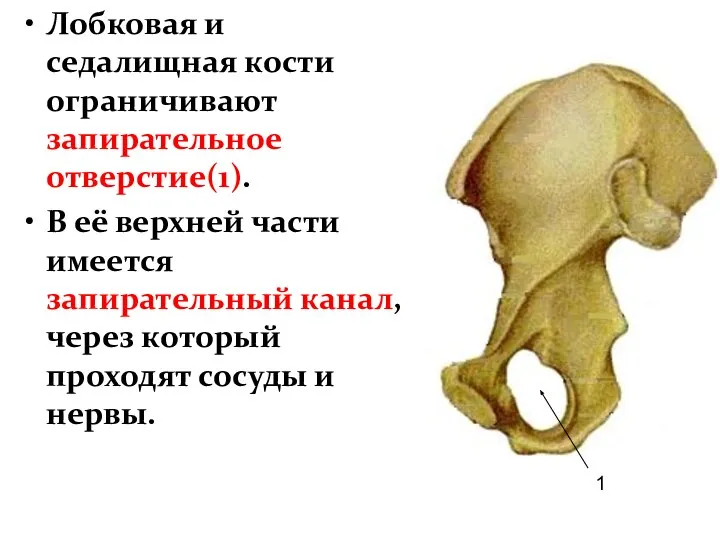 Лобковая и седалищная кости ограничивают запирательное отверстие(1). В её верхней части имеется