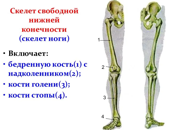 Скелет свободной нижней конечности (скелет ноги) Включает: бедренную кость(1) с надколенником(2); кости