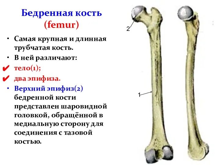 Бедренная кость (femur) Самая крупная и длинная трубчатая кость. В ней различают: