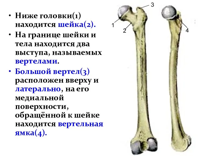 Ниже головки(1) находится шейка(2). На границе шейки и тела находится два выступа,