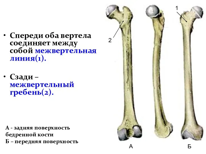 Спереди оба вертела соединяет между собой межвертельная линия(1). Сзади – межвертельный гребень(2).