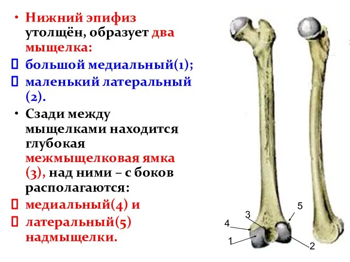 Нижний эпифиз утолщён, образует два мыщелка: большой медиальный(1); маленький латеральный(2). Сзади между