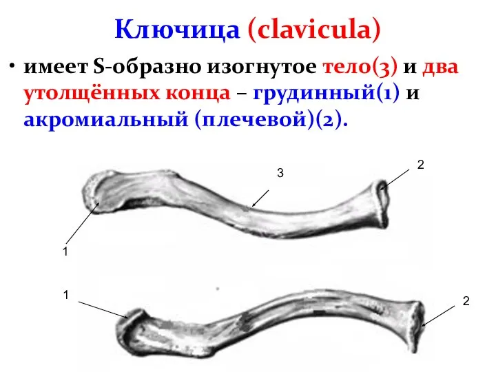 Ключица (clavicula) имеет S-образно изогнутое тело(3) и два утолщённых конца – грудинный(1)