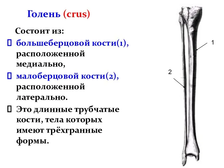 Голень (crus) Состоит из: большеберцовой кости(1), расположенной медиально, малоберцовой кости(2), расположенной латерально.