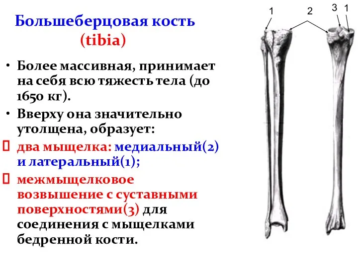 Большеберцовая кость (tibia) Более массивная, принимает на себя всю тяжесть тела (до