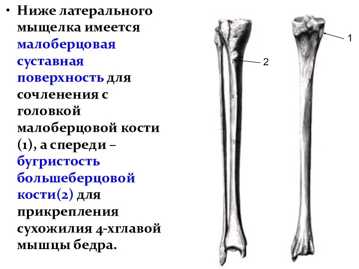 Ниже латерального мыщелка имеется малоберцовая суставная поверхность для сочленения с головкой малоберцовой