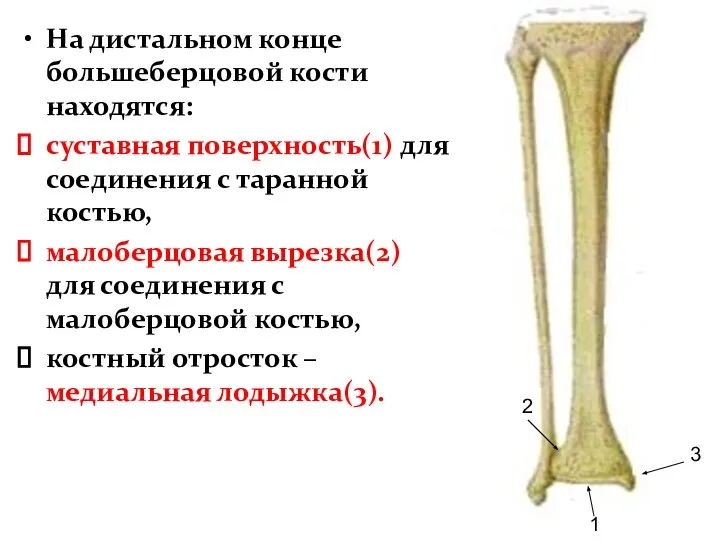 На дистальном конце большеберцовой кости находятся: суставная поверхность(1) для соединения с таранной