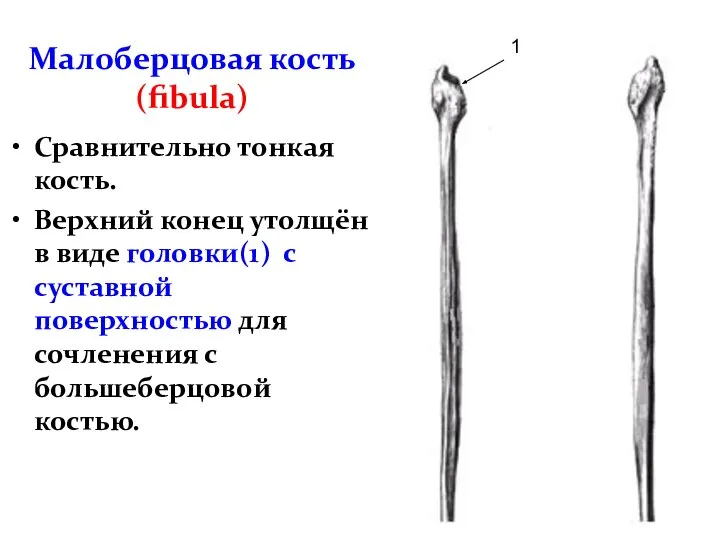 Малоберцовая кость (fibula) Сравнительно тонкая кость. Верхний конец утолщён в виде головки(1)