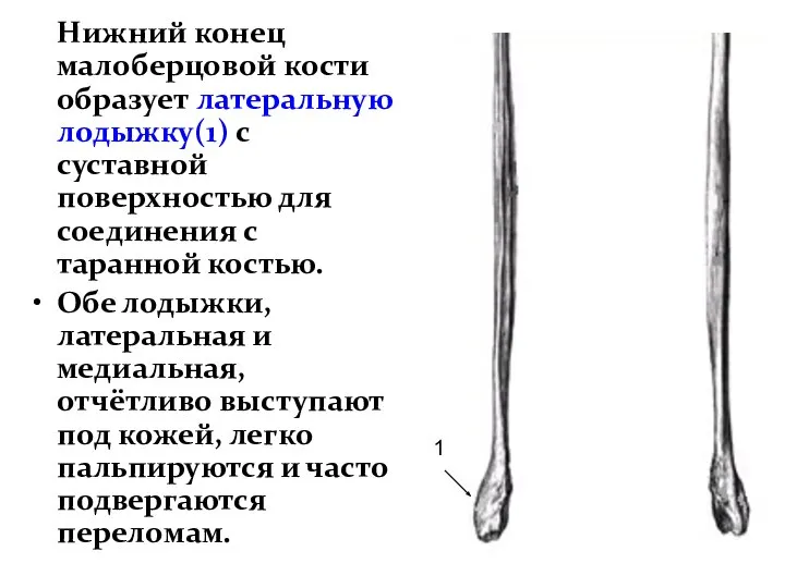 Нижний конец малоберцовой кости образует латеральную лодыжку(1) с суставной поверхностью для соединения