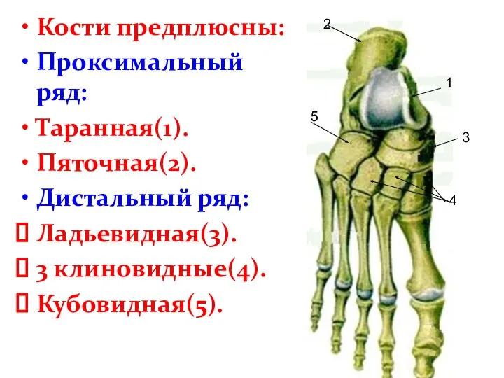 Кости предплюсны: Проксимальный ряд: Таранная(1). Пяточная(2). Дистальный ряд: Ладьевидная(3). 3 клиновидные(4). Кубовидная(5).