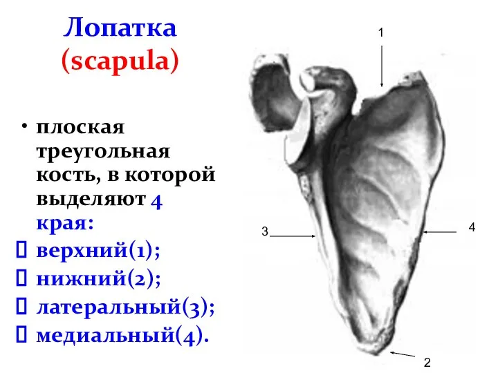 Лопатка (scapula) плоская треугольная кость, в которой выделяют 4 края: верхний(1); нижний(2);