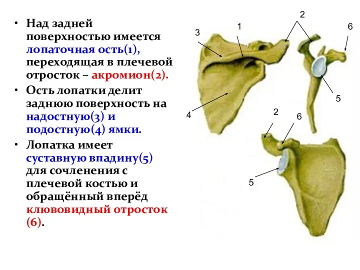 Над задней поверхностью имеется лопаточная ость(1), переходящая в плечевой отросток – акромион(2).
