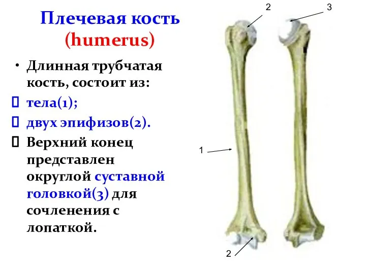 Плечевая кость (humerus) Длинная трубчатая кость, состоит из: тела(1); двух эпифизов(2). Верхний