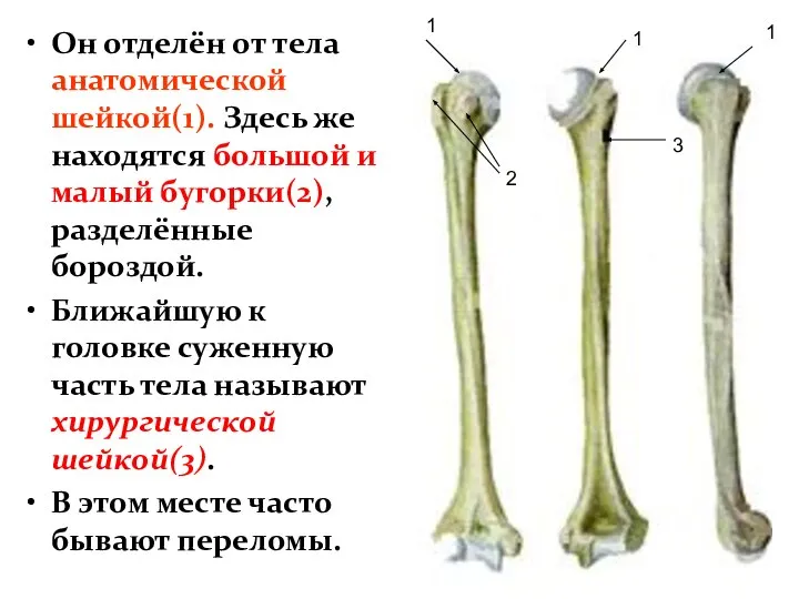 Он отделён от тела анатомической шейкой(1). Здесь же находятся большой и малый