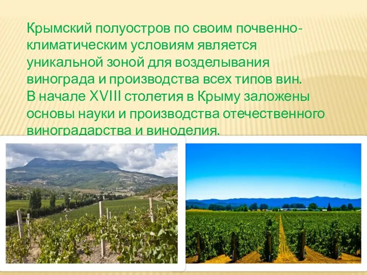 Крымский полуостров по своим почвенно-климатическим условиям является уникальной зоной для возделывания винограда