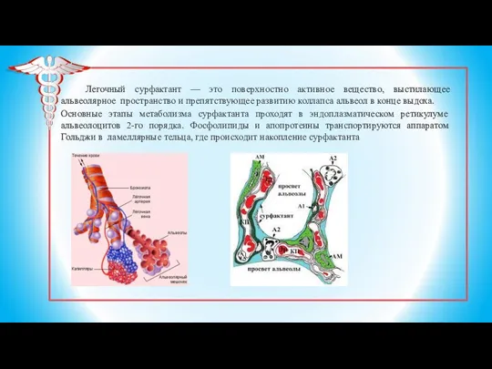 Легочный сурфактант — это поверхностно активное вещество, выстилающее альвеолярное пространство и препятствующее