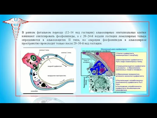В раннем фетальном периоде (12–14 нед гестации) альвеолярные эпителиальные клетки начинают синтезировать