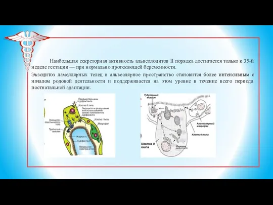 Наибольшая секреторная активность альвеолоцитов II порядка достигается только к 35-й неделе гестации