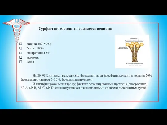 Сурфактант состоит из комплекса веществ: липиды (80–90%) белки (10%) апопротеины 5% углеводы