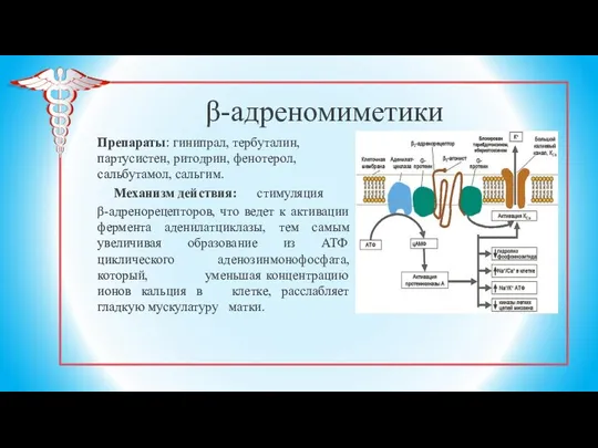 β-адреномиметики Препараты: гинипрал, тербуталин, партусистен, ритодрин, фенотерол, сальбутамол, сальгим. Механизм действия: стимуляция