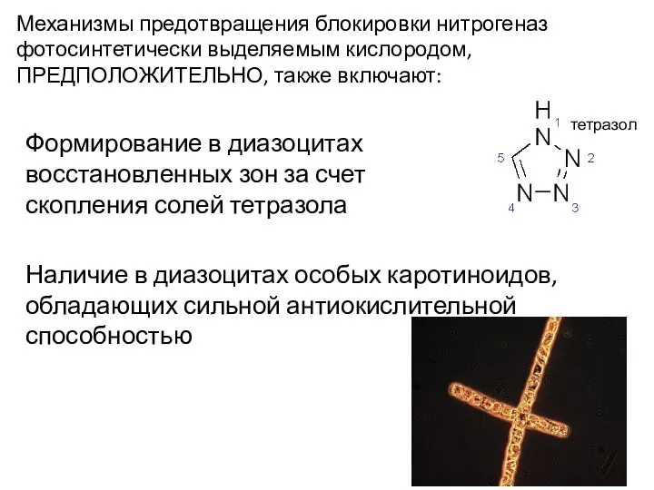 Механизмы предотвращения блокировки нитрогеназ фотосинтетически выделяемым кислородом, ПРЕДПОЛОЖИТЕЛЬНО, также включают: тетразол Формирование