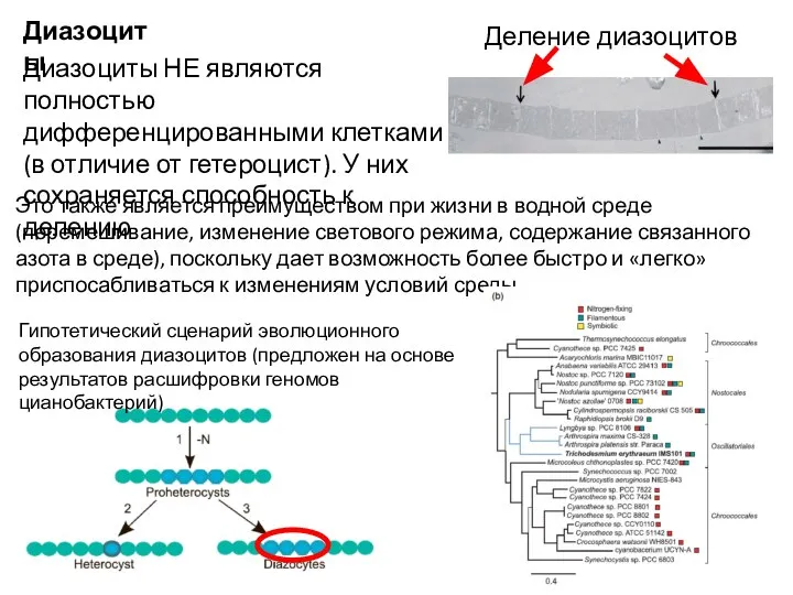 Гипотетический сценарий эволюционного образования диазоцитов (предложен на основе результатов расшифровки геномов цианобактерий)
