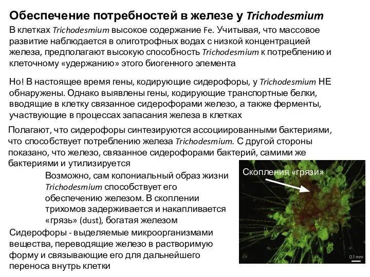 Обеспечение потребностей в железе у Trichodesmium В клетках Trichodesmium высокое содержание Fe.